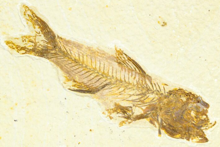 Detailed Fossil Fish (Amphiplaga) - Uncommon Species #367600